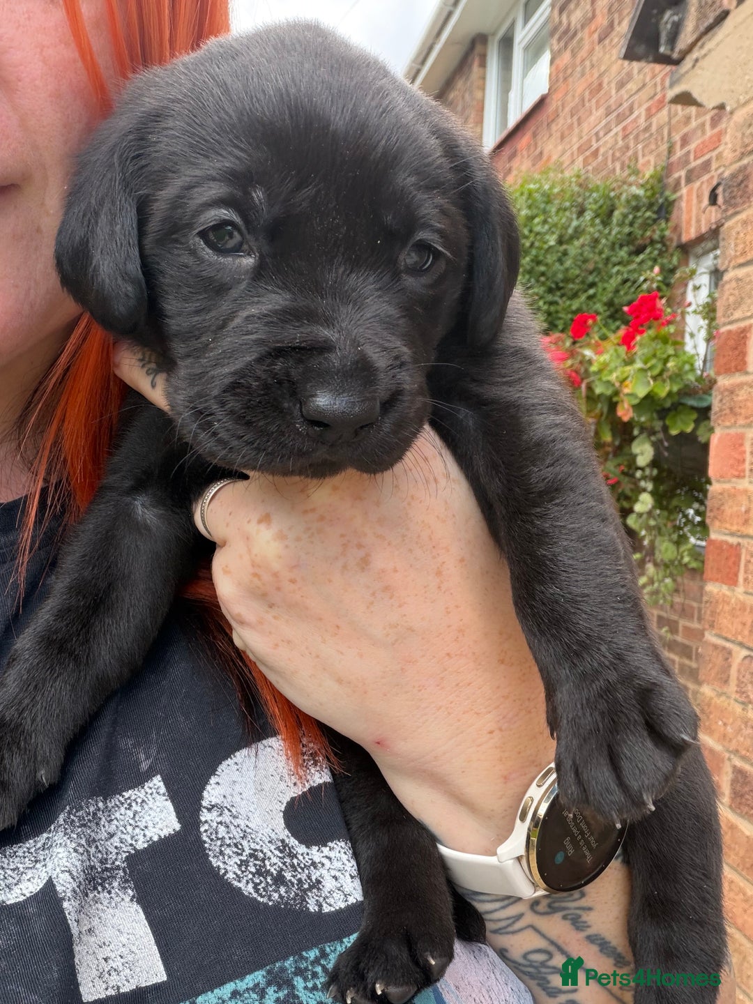 Labrador Retriever dogs for sale: Beautiful labrador - last girl (yellow collar) - Image 9