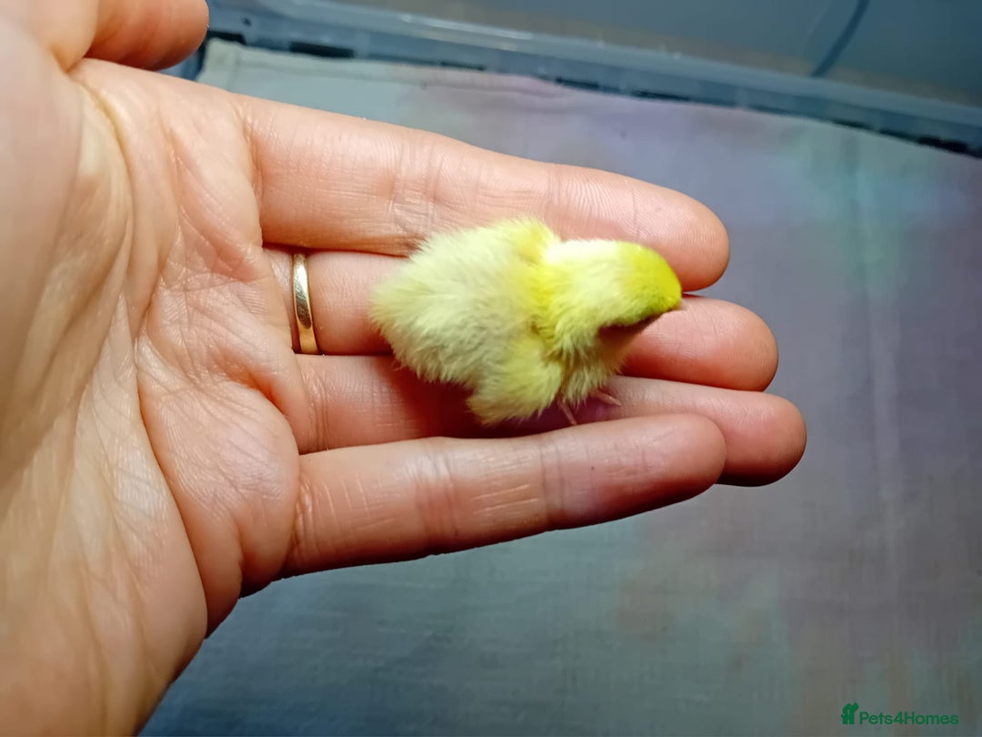 Quail poultry for sale: Coturnix, Celadon and Chinese Painted Quail Chicks - Image 26