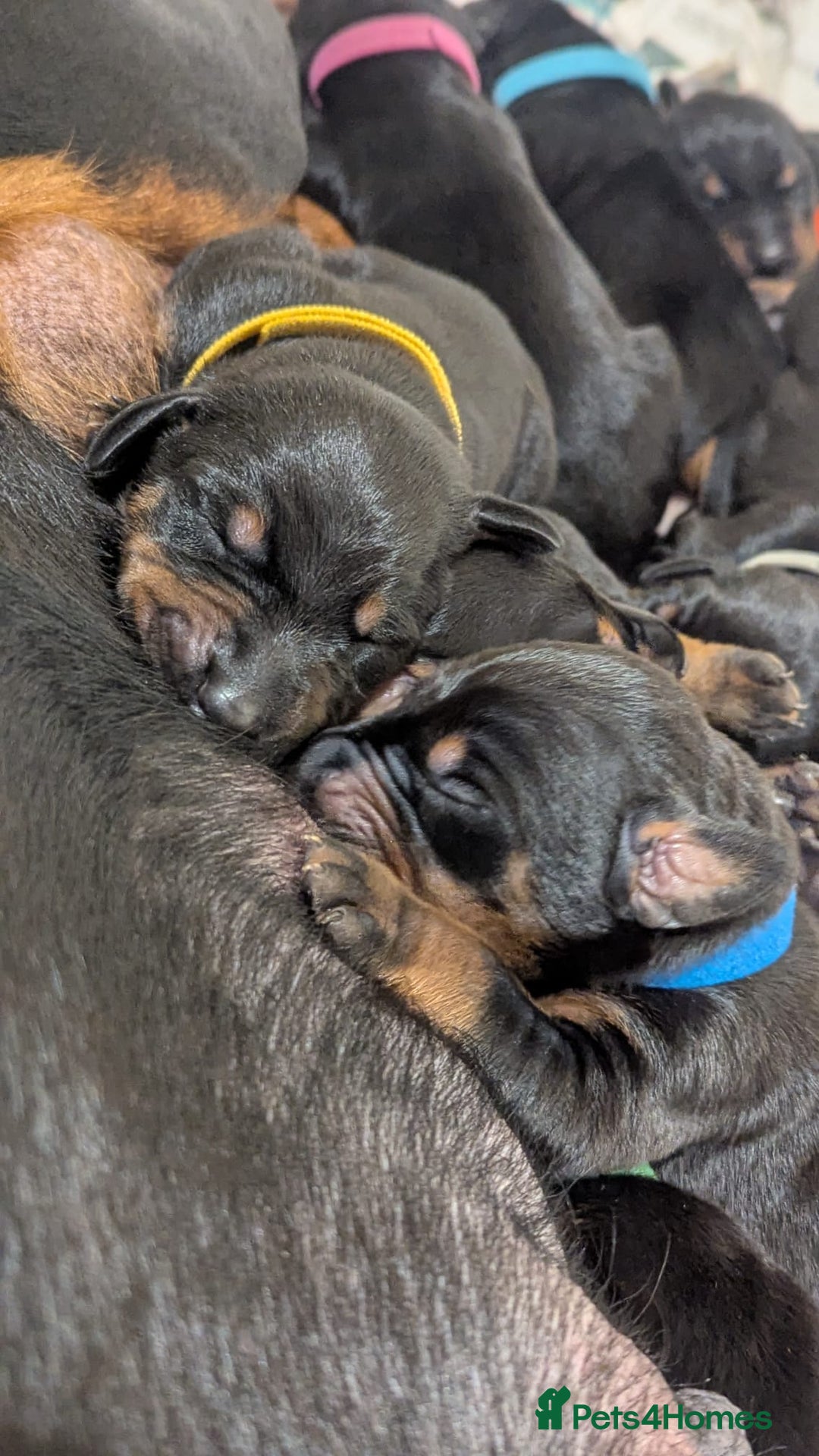 Dobermann dogs for sale: Dobermann puppies  - Advert 5