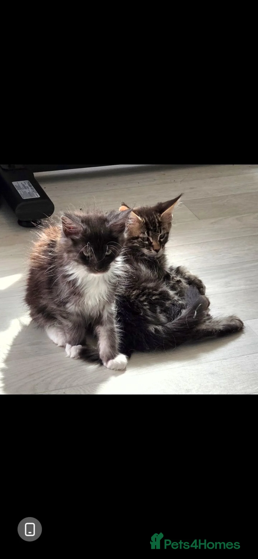 Maine Coon cats for sale: Maine coon  🌼🌼🌼READY NOW🌼🌼🌼 reduced ONO. - Advert 2
