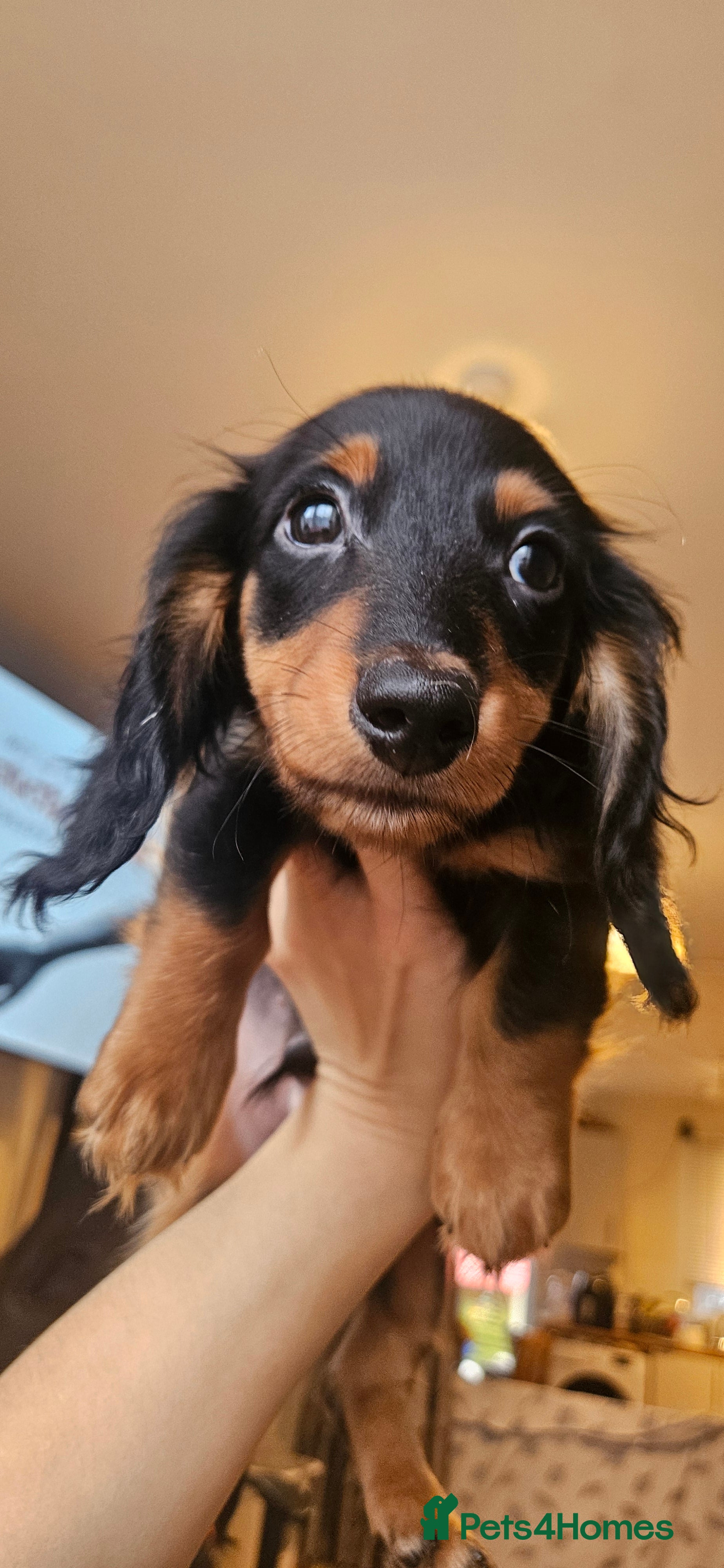 Miniature Dachshund dogs Ready now 🩵🩵🩵🩷 - Advert 13