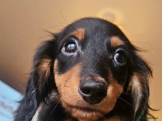 Miniature Dachshund dogs Ready now 🩵🩵🩵🩷 - Advert 13