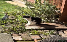 British Shorthair cats for sale: Luna British shorthair  - Advert 5