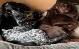 Cocker Spaniel dogs for sale: 4 cocker spaniel puppies, mum and dad family pets - Advert 2