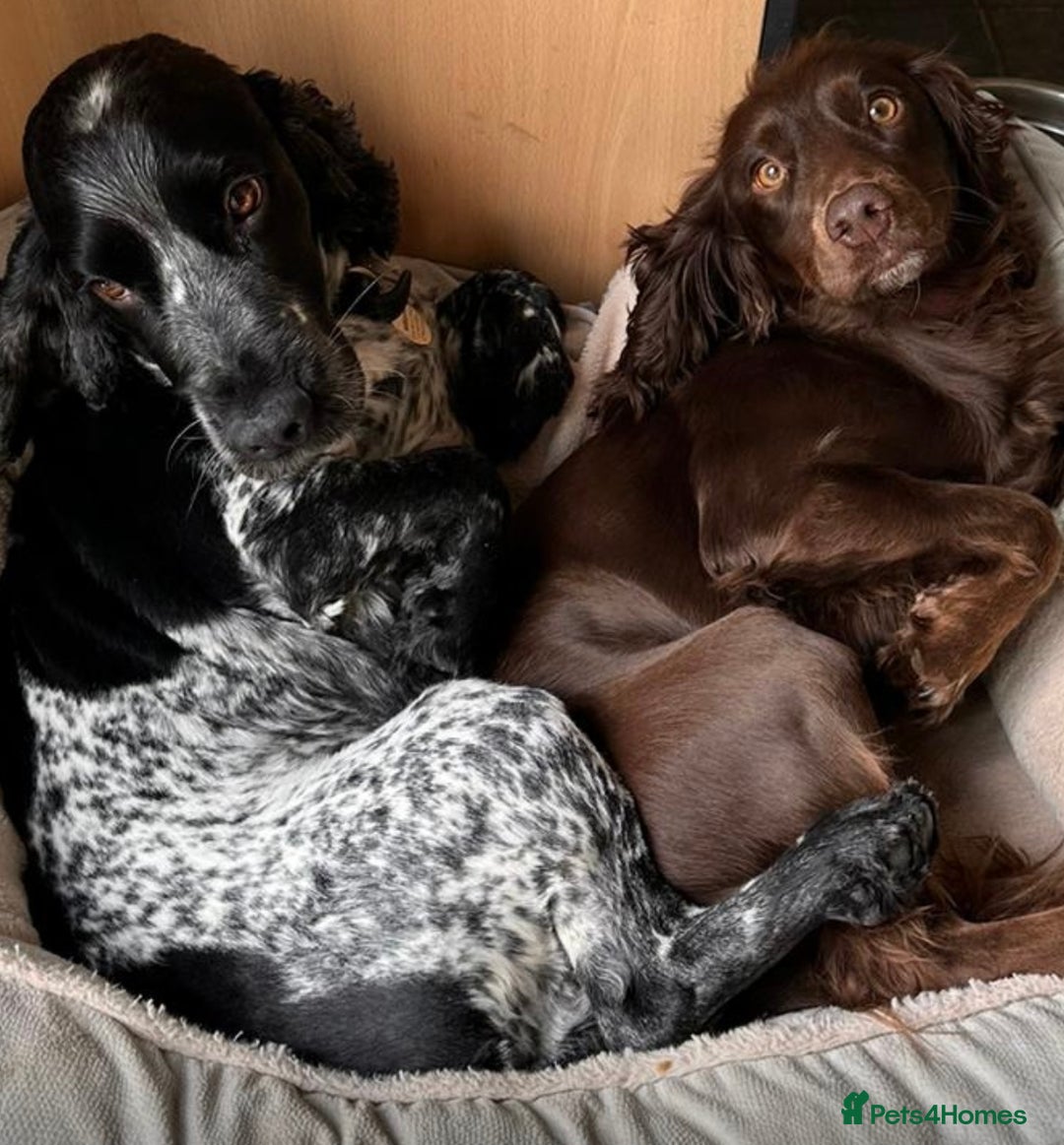 Cocker Spaniel dogs for sale: 4 cocker spaniel puppies, mum and dad family pets - Advert 2