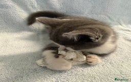 Mixed Breed cats for sale: British Short Hair X Grey and Tabby kittens - Image 14