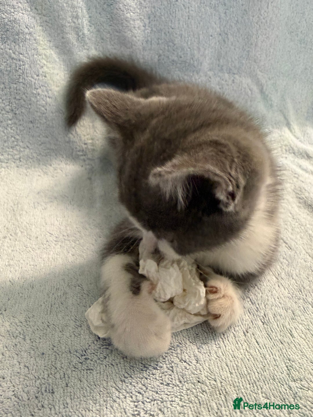 Mixed Breed cats for sale: British Short Hair X Grey and Tabby kittens - Image 14
