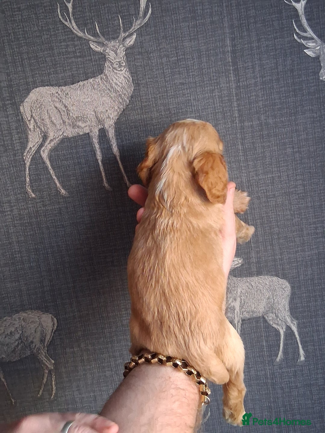 Cocker Spaniel dogs for sale: beautiful working cocker spaniels for sale - Advert 24