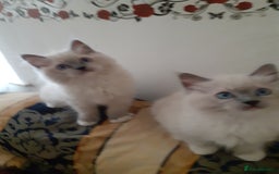 Ragdoll cats for sale: Original purebred Ragdoll kittens.Girl and boy. - Image 6
