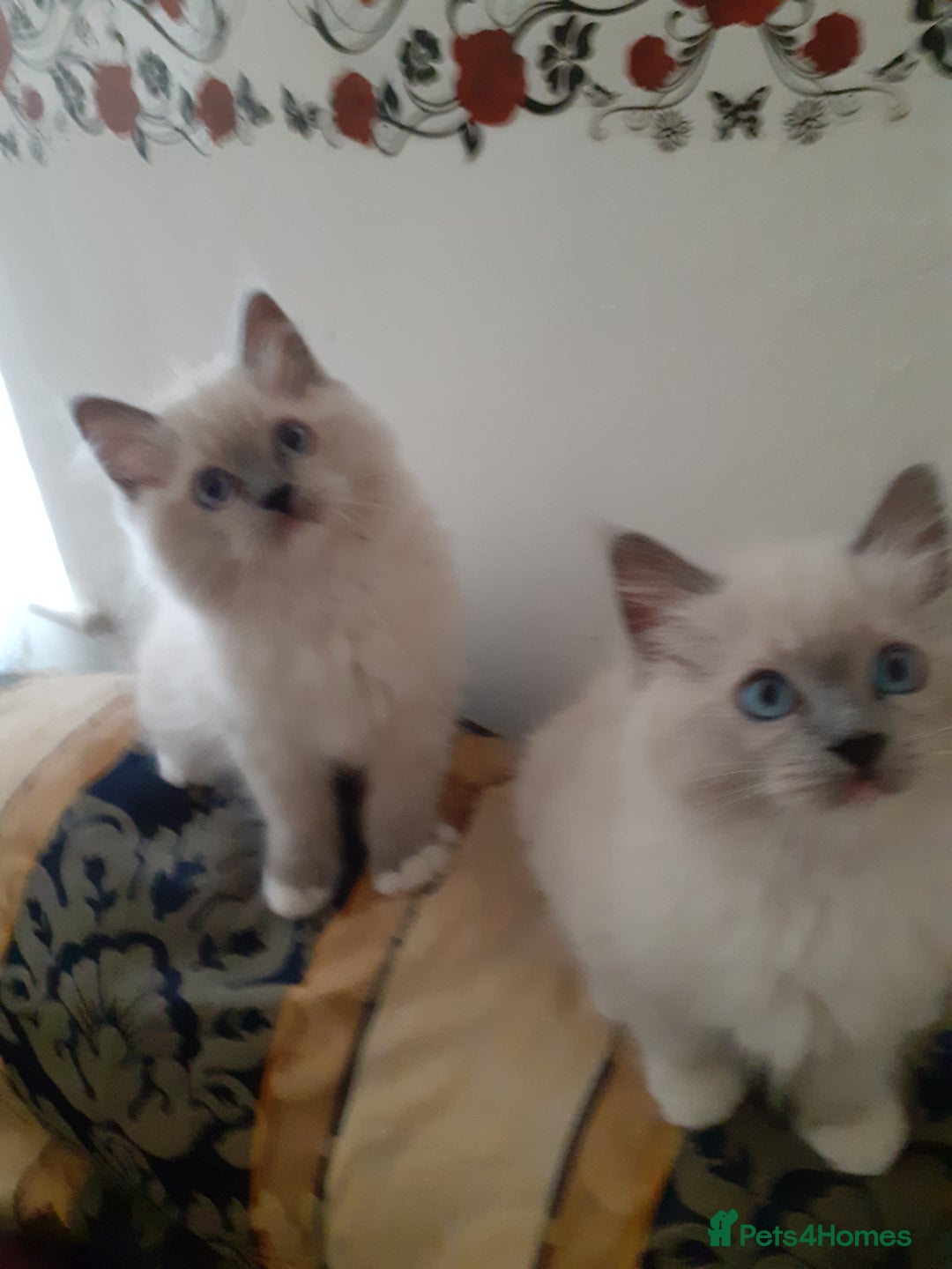 Ragdoll cats for sale: Original purebred Ragdoll kittens.Girl and boy. - Image 6
