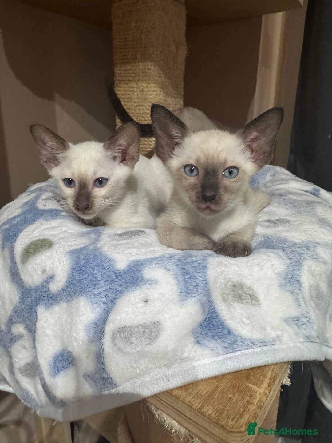 Siamese cats for sale: 6 cute Siamese kittens available  - Image 6