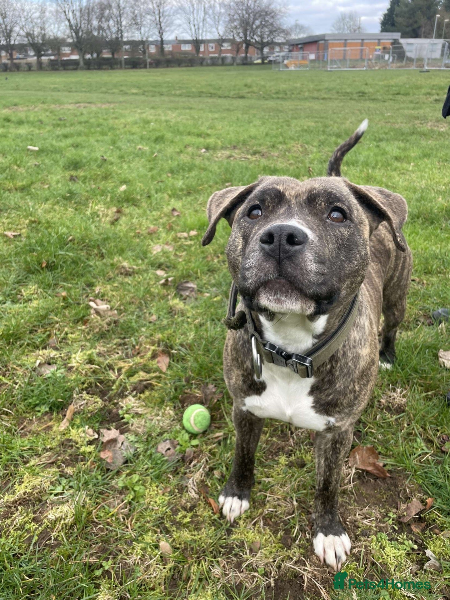 Mixed Breed dogs JADA (loving staff cross)  - Advert 1