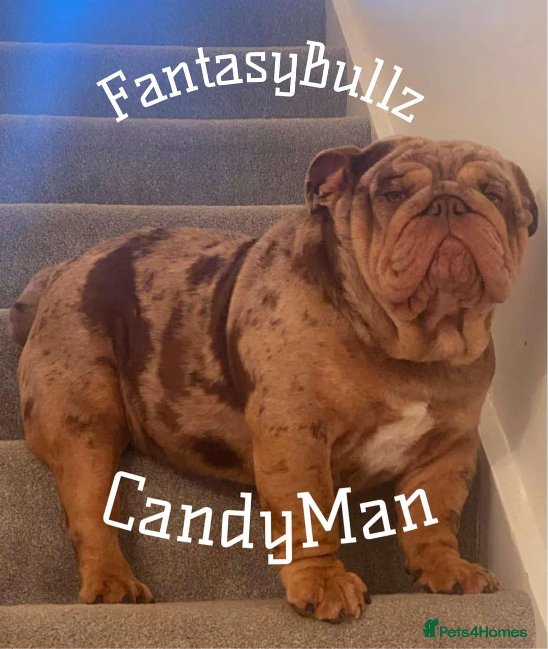 English Bulldog dogs for stud: 🔥MR WILSON🔥 KC & DWKC in Middlesbrough - Advert 2