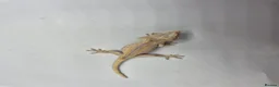 Gecko reptiles for sale: Orange striped/blotch gargoyle gecko  - Advert 5