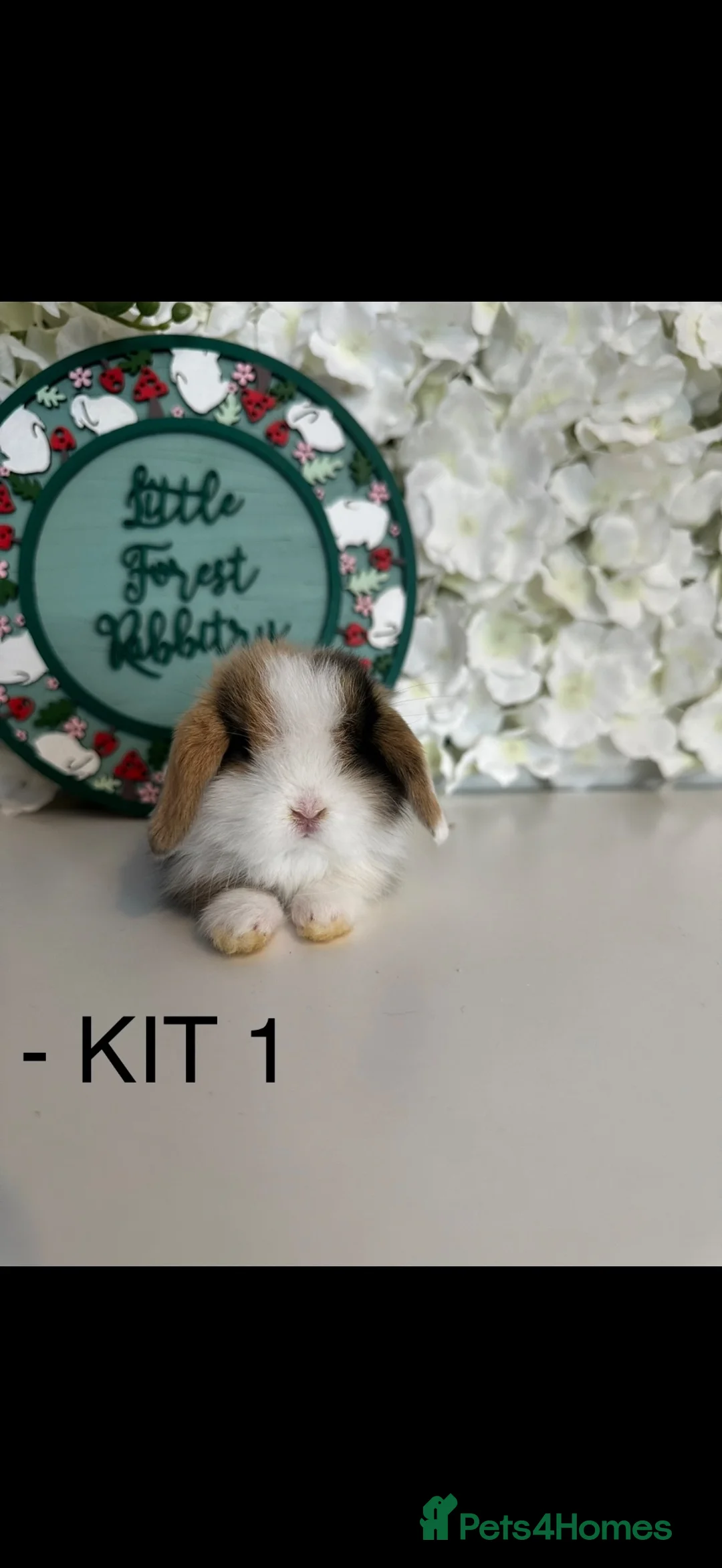 Mini Lop rabbits for sale: 🐰 Pure Bred Mini Lop Kits Available 🐰 - Advert 2