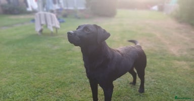 Labrador Retriever dogs - Advert 2