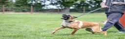 Belgian Shepherd Dog dogs for sale: KC registered Malinios bitch  - Advert 13