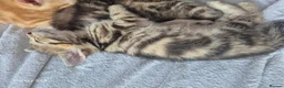 Mixed Breed cats for sale: 🐾 Beautiful Kittens Looking for Loving Homes 🐾 in Willenhall - Advert 9