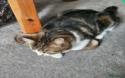 Mixed Breed cats for sale: Beautiful tabby girl - Image 5