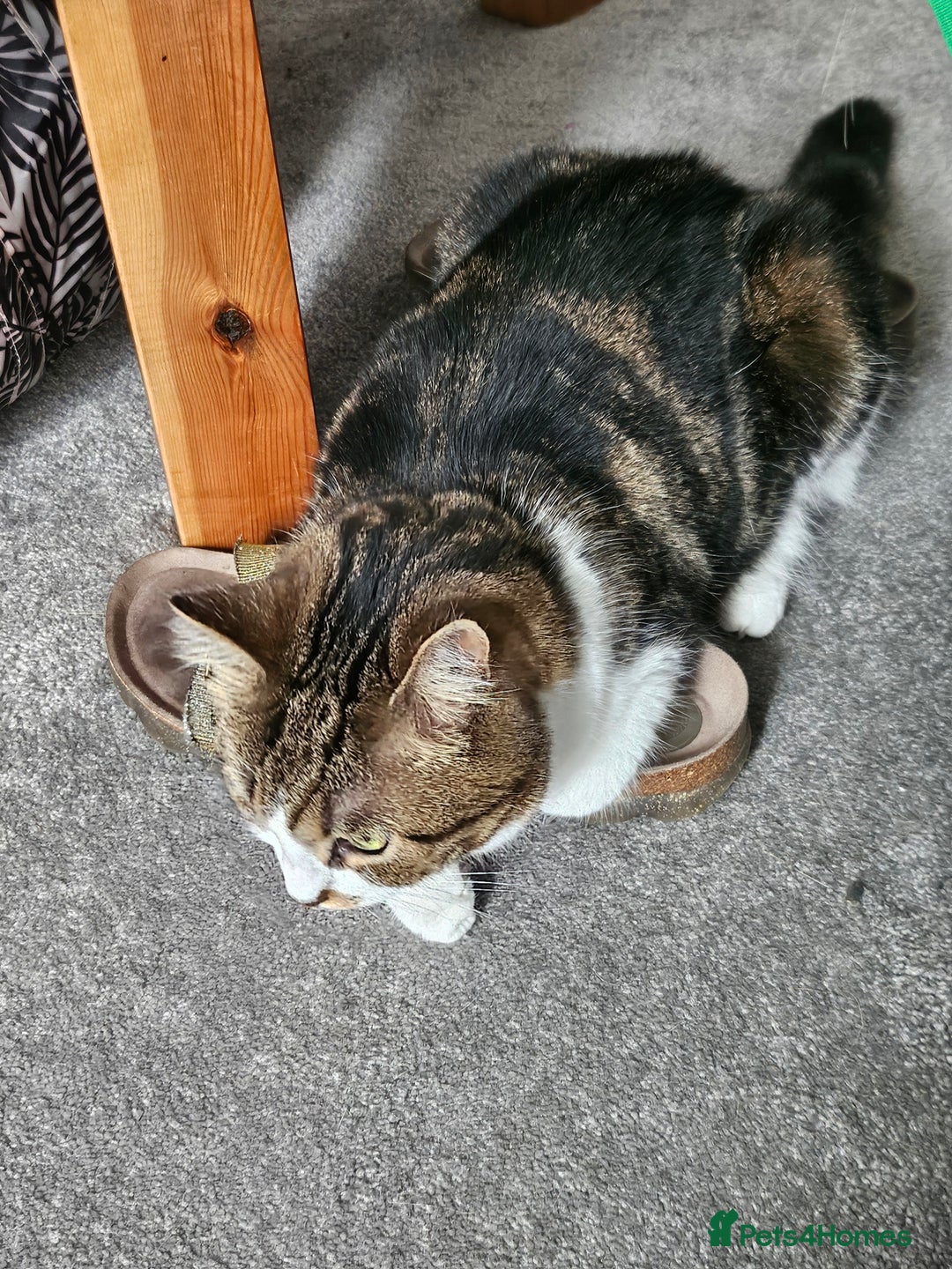 Mixed Breed cats for sale: Beautiful tabby girl - Image 5