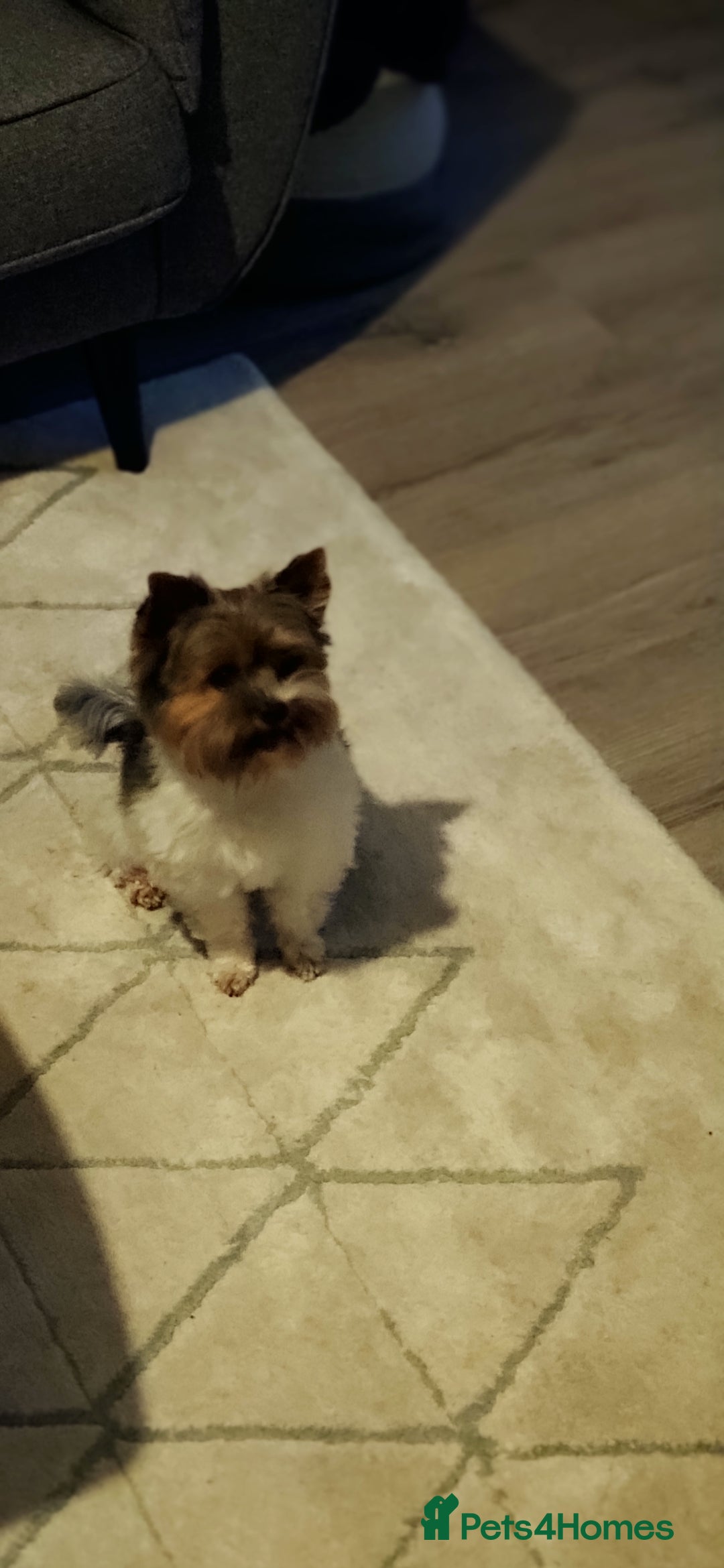 Yorkshire Terrier dogs for stud: Yorkshire terrier for stud in Weston-super-Mare - Advert 9