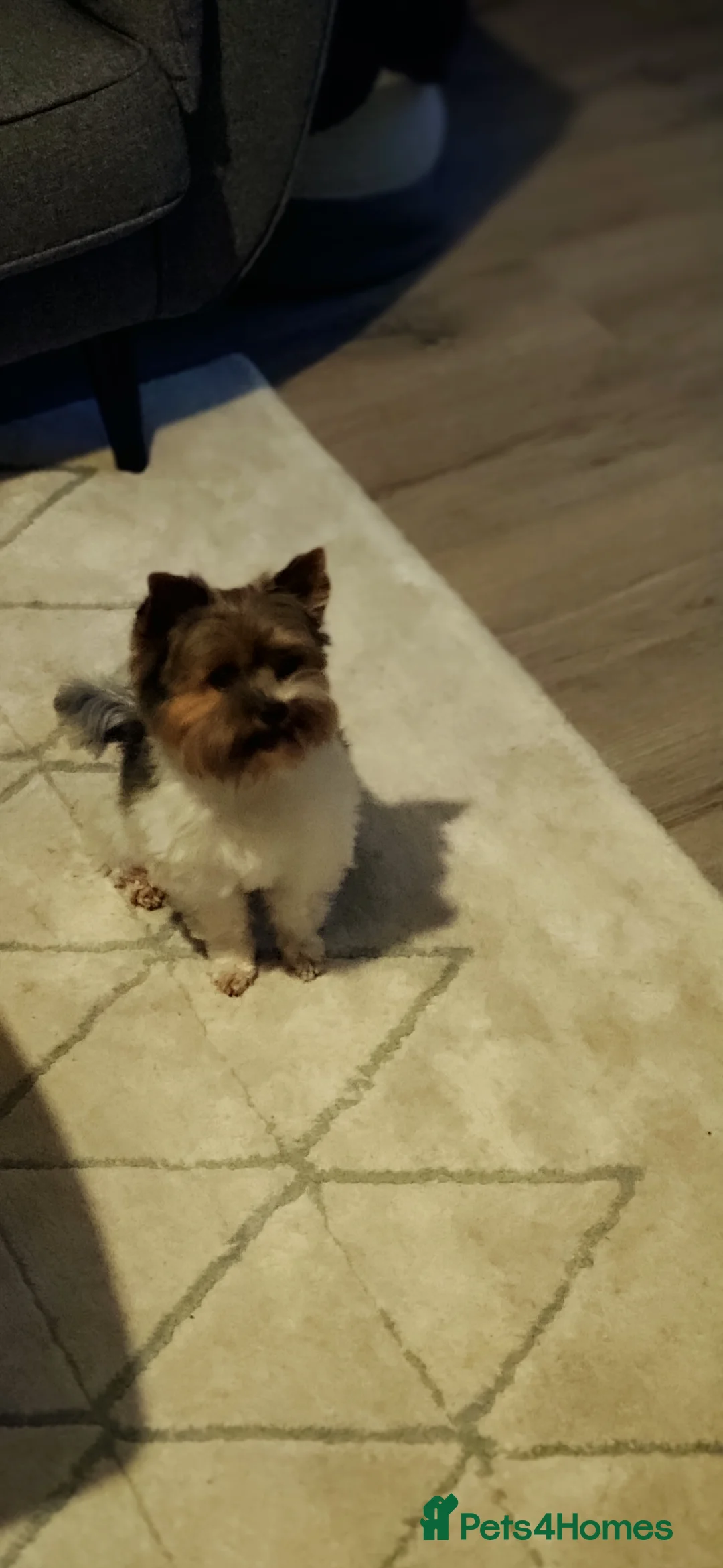 Yorkshire Terrier dogs for stud: Yorkshire terrier for stud in Weston-super-Mare - Advert 9