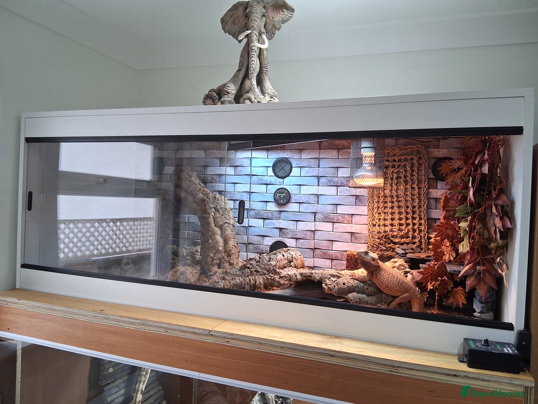 Bearded Dragon reptiles for sale: Bearded dragon plus vivarium  - Image 4