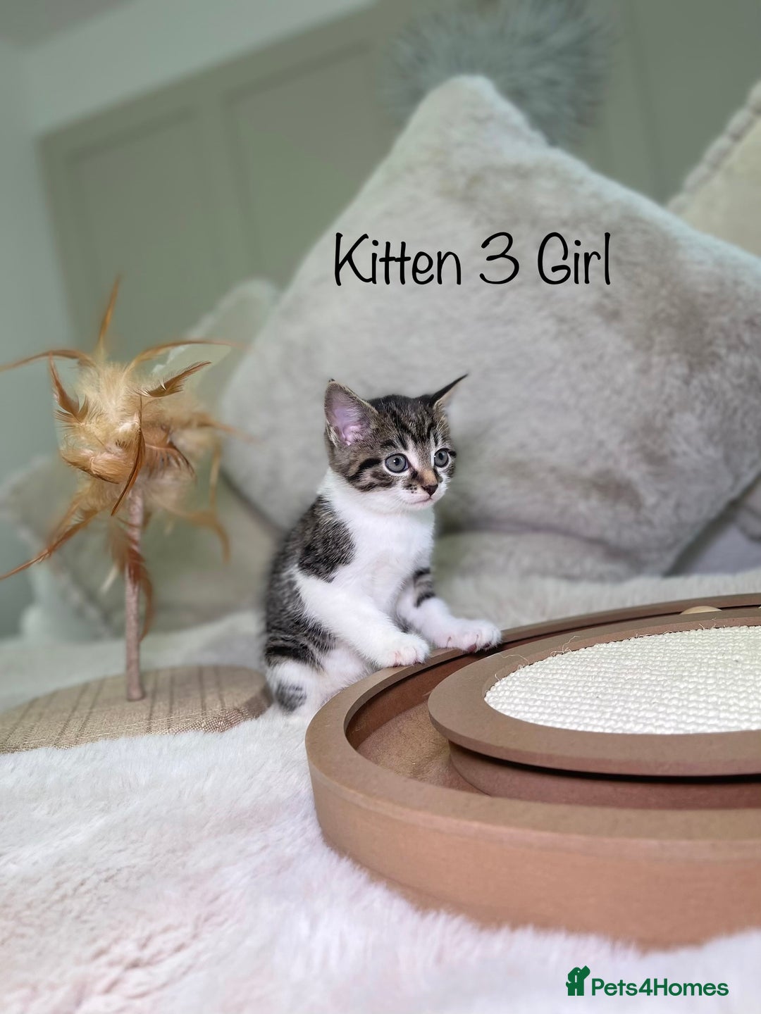 Mixed Breed cats for sale: Beautiful kittens 8 weeks old ready now  - Advert 13