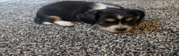 Mixed Breed dogs for sale: Cavajack x Pomeranian puppies  in Dereham - Advert 28