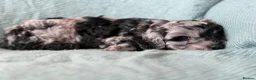 Cockapoo dogs for sale: Stunning & unique ✨ - Advert 8