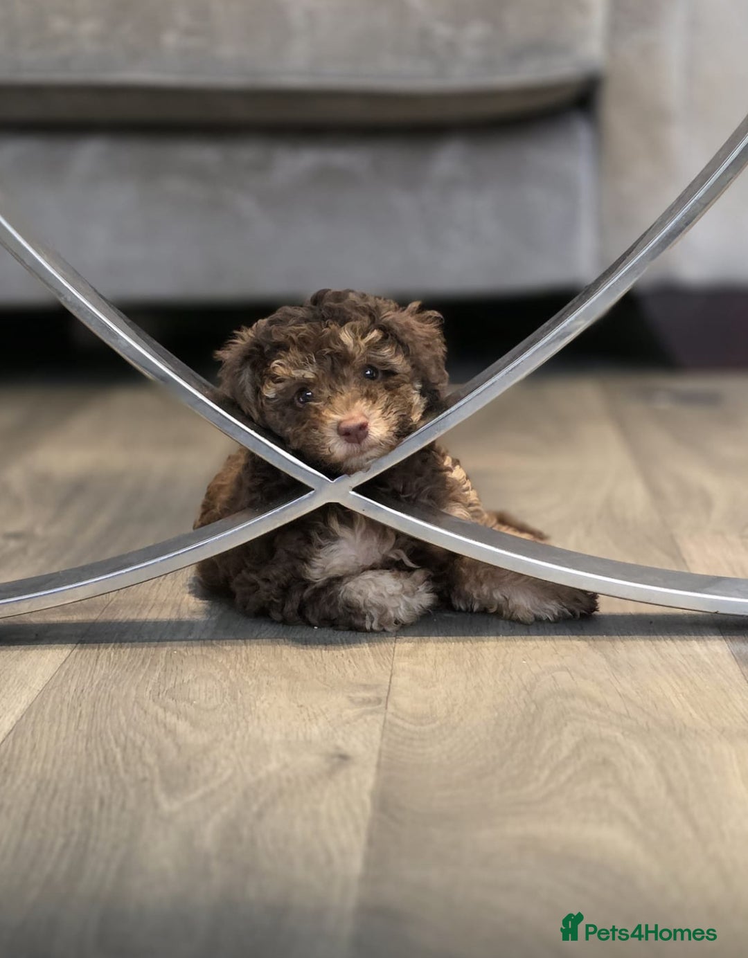 Cavapoo dogs for sale: Stunning F1b chocolate and tan Cavapoo girl  - Image 2