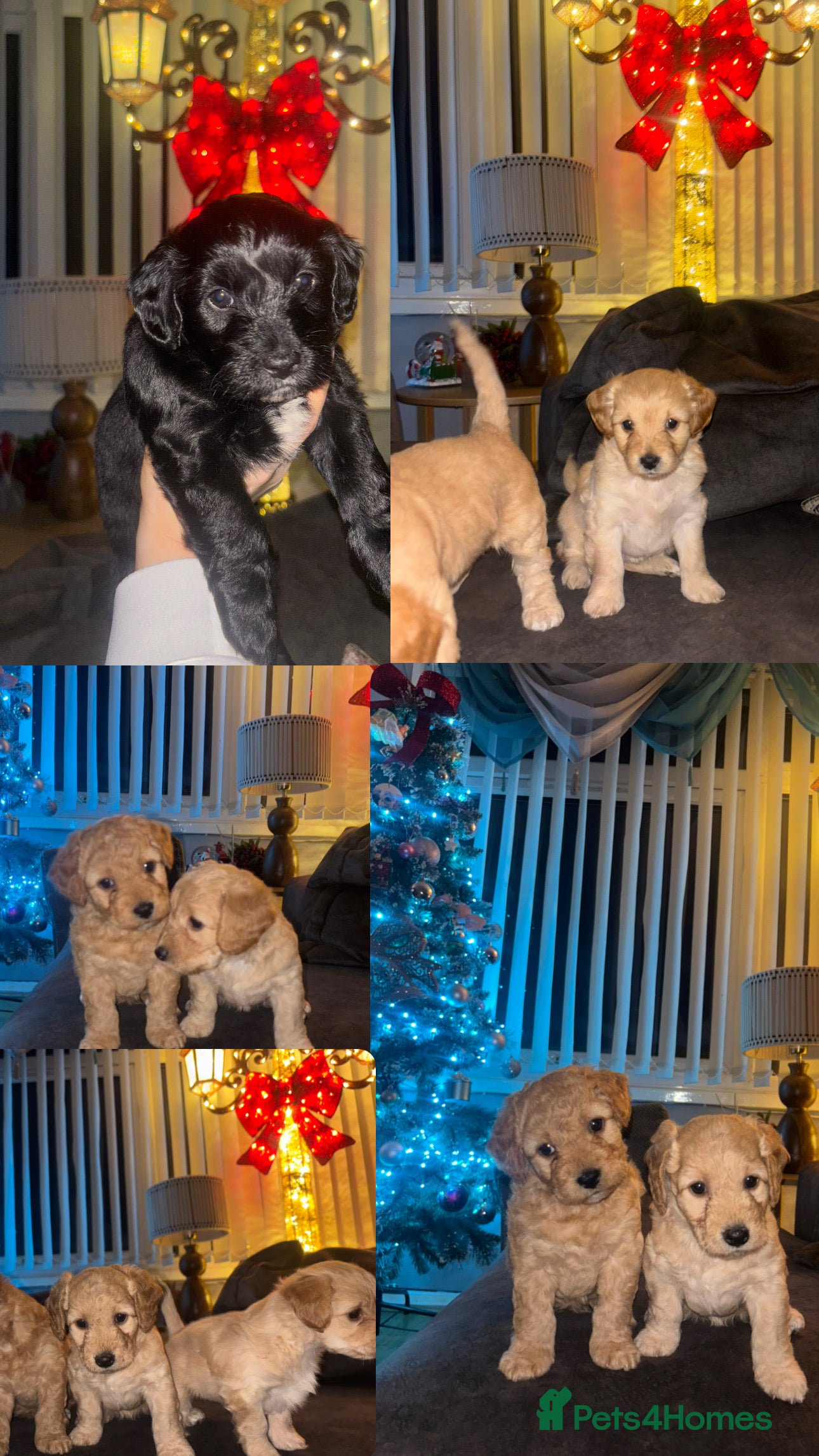 Mixed Breed dogs Cockapoochon puppies - Advert 1