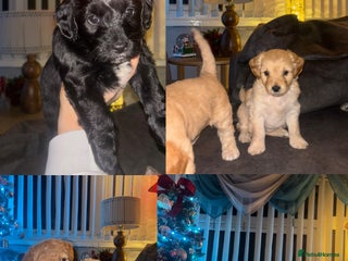 Mixed Breed dogs Cockapoochon puppies - Advert 1