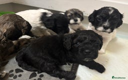 Mixed Breed dogs for sale: 6 beautiful Shihpoo + cotton de Tulear puppies - Image 15