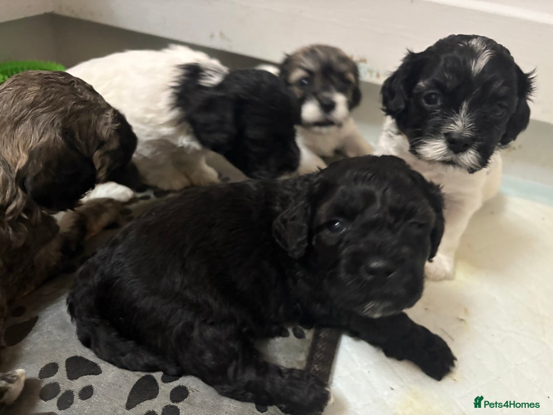 Mixed Breed dogs for sale: 6 beautiful Shihpoo + cotton de Tulear puppies - Image 15