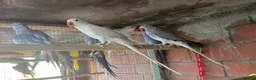 Mixed Breed birds for sale: Different birds for sale  - Advert 5
