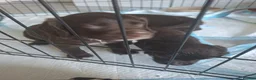 Sprocker dogs for sale: Sprocker pups - Advert 18