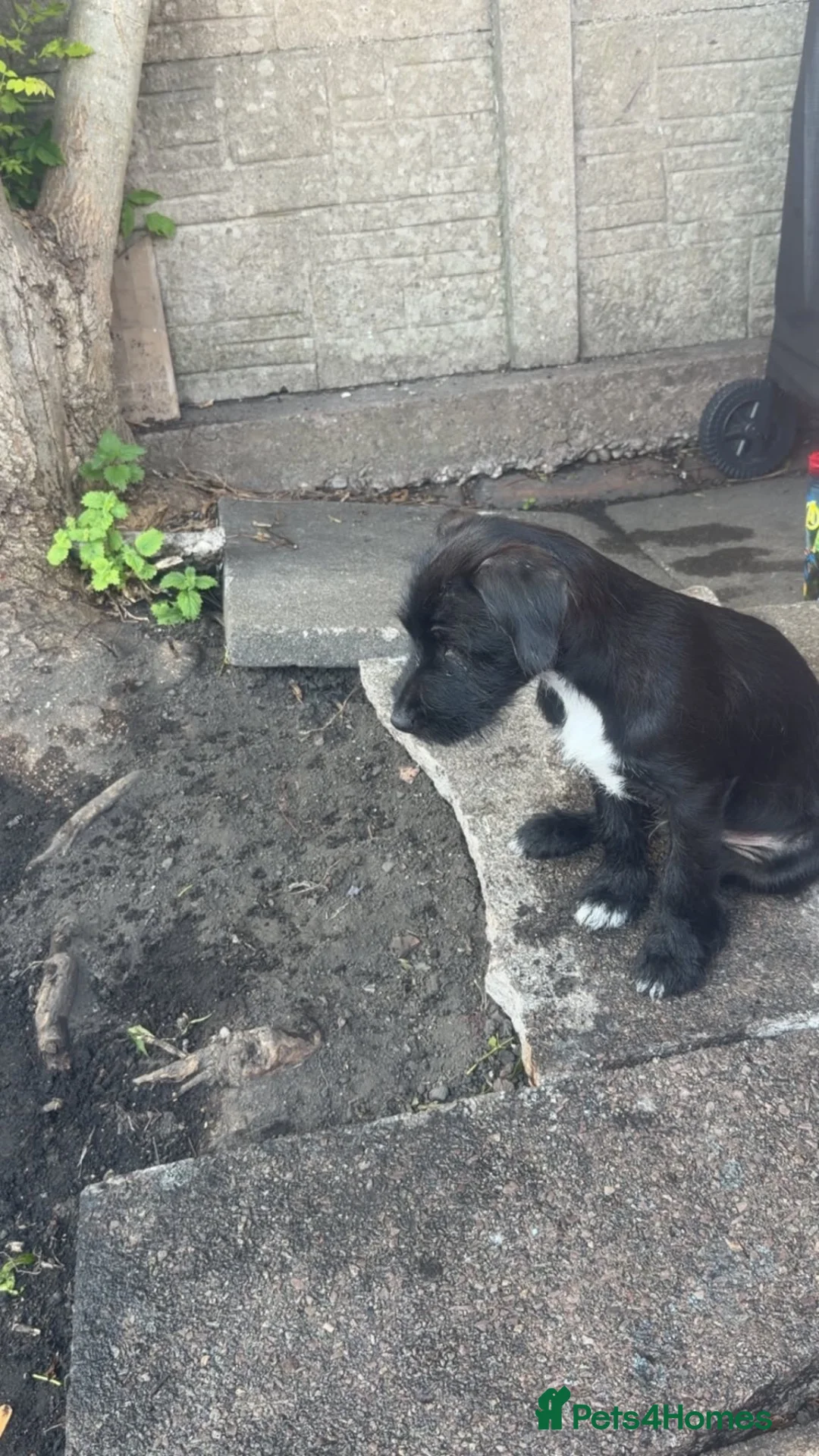 Patterjack dogs for sale: Bear  in Stourbridge - Advert 2