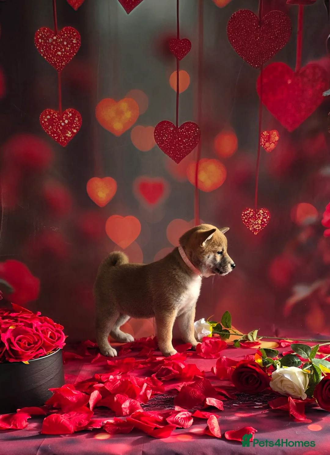 Japanese Shiba Inu dogs for sale: Outstanding Japanese Shiba Inu - Advert 28