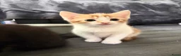 Mixed Breed cats for sale: Adorable little kittens. Mixed breed.  - Advert 8