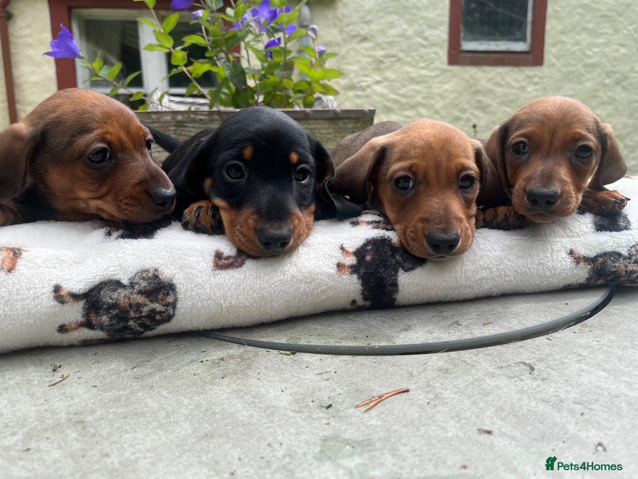 Dachshund dogs Dachshund-Miniature Smooth  - Advert 16
