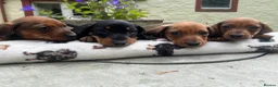 Dachshund dogs for sale: Dachshund-Miniature Smooth  - Advert 1
