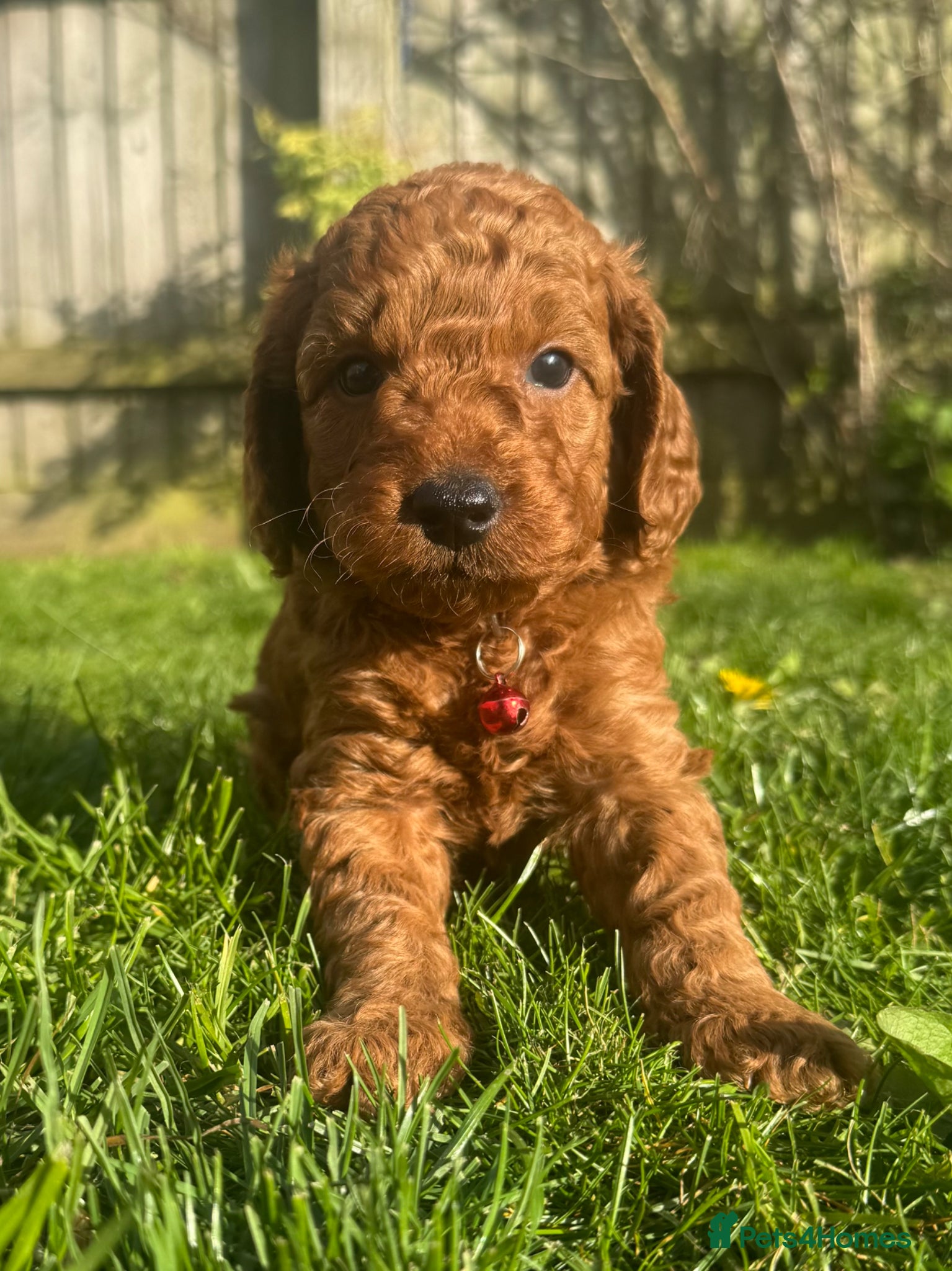Cockapoo dogs F1b solid red cockapoo female 🐾 - Advert 6