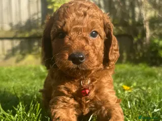 Cockapoo dogs F1b solid red cockapoo female 🐾 - Advert 6