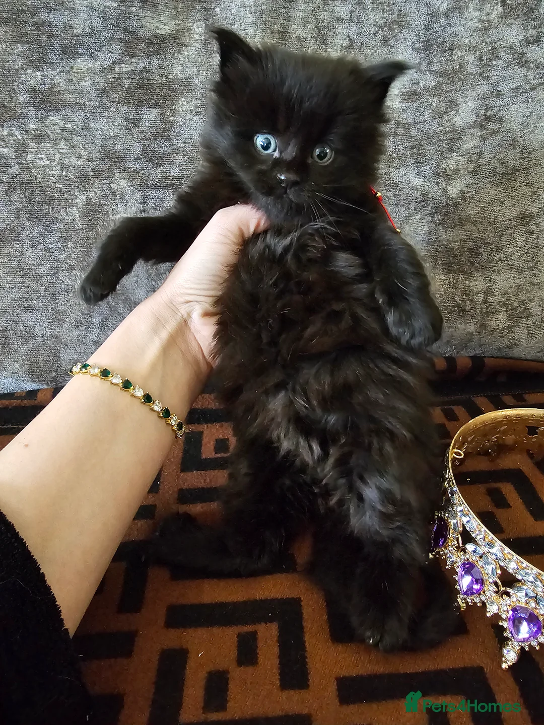 Maine Coon cats for sale: Maine Coon Kittens – Ready After 28th February 🐾 - Advert 12