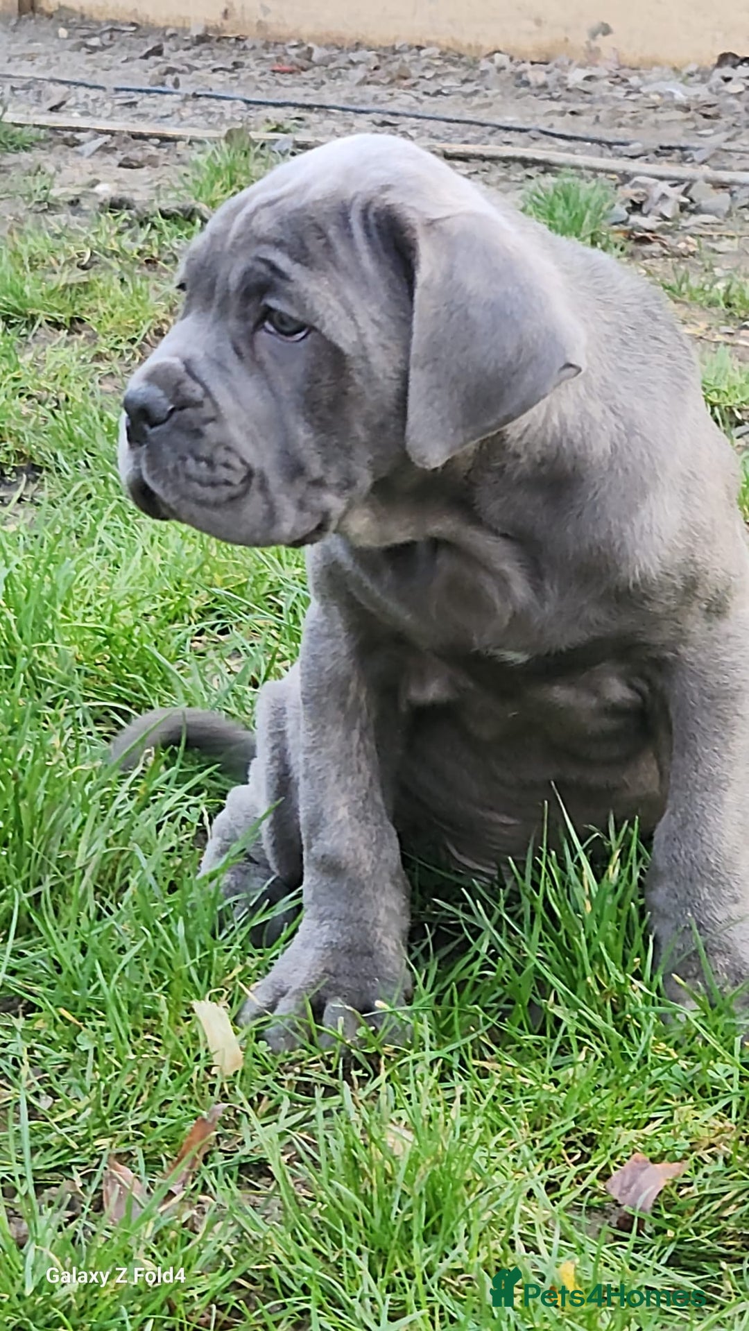 Cane Corso dogs for sale: Champion Blood Line Cane Corso Puppies - Advert 6