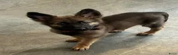 German Shepherd dogs for sale: Beautiful German shepherd cross Belgium shepherd  - Advert 7