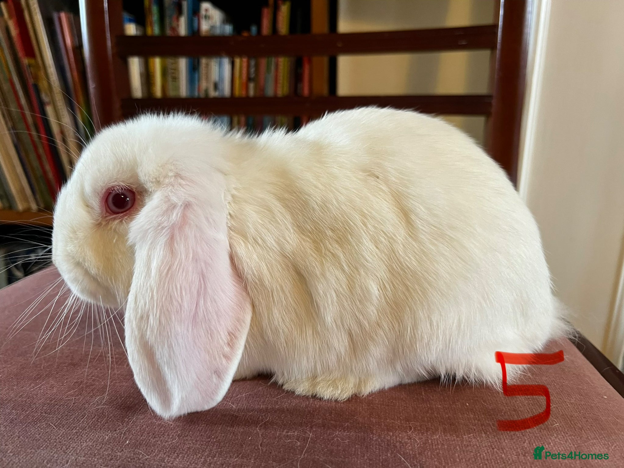 Mini Lop rabbits Lovely Mini Lop Babies - Advert 2