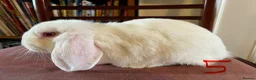 Mini Lop rabbits for sale: Lovely Mini Lop Babies - Advert 17