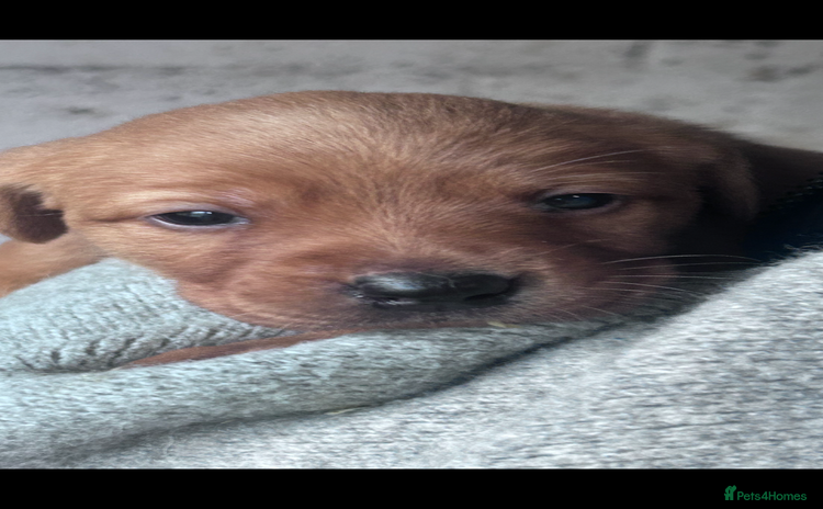 Labrador Retriever dogs - Advert 10